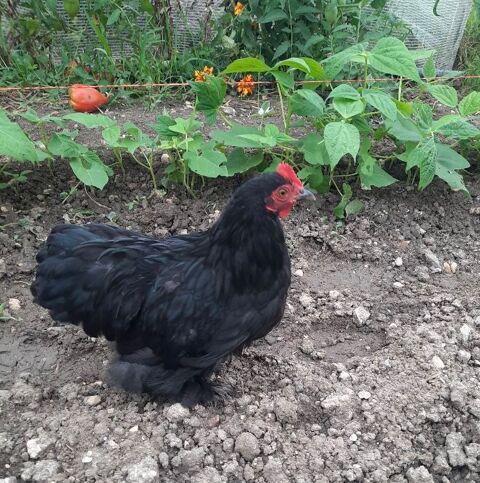 Coq nain Pékin 5 82000 Montauban