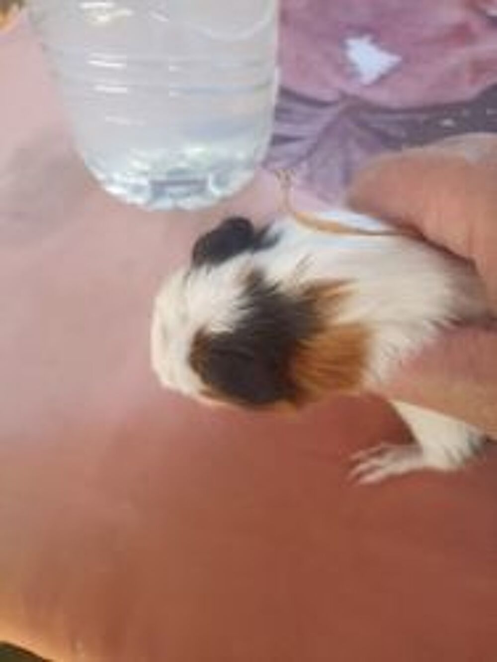   Cochon d inde  