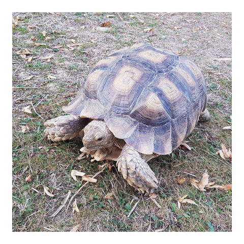 Tortue Sillonnée "Sulcata" - Mâle de 37 cm - N°417 1900 35136 Saint-jacques-de-la-lande