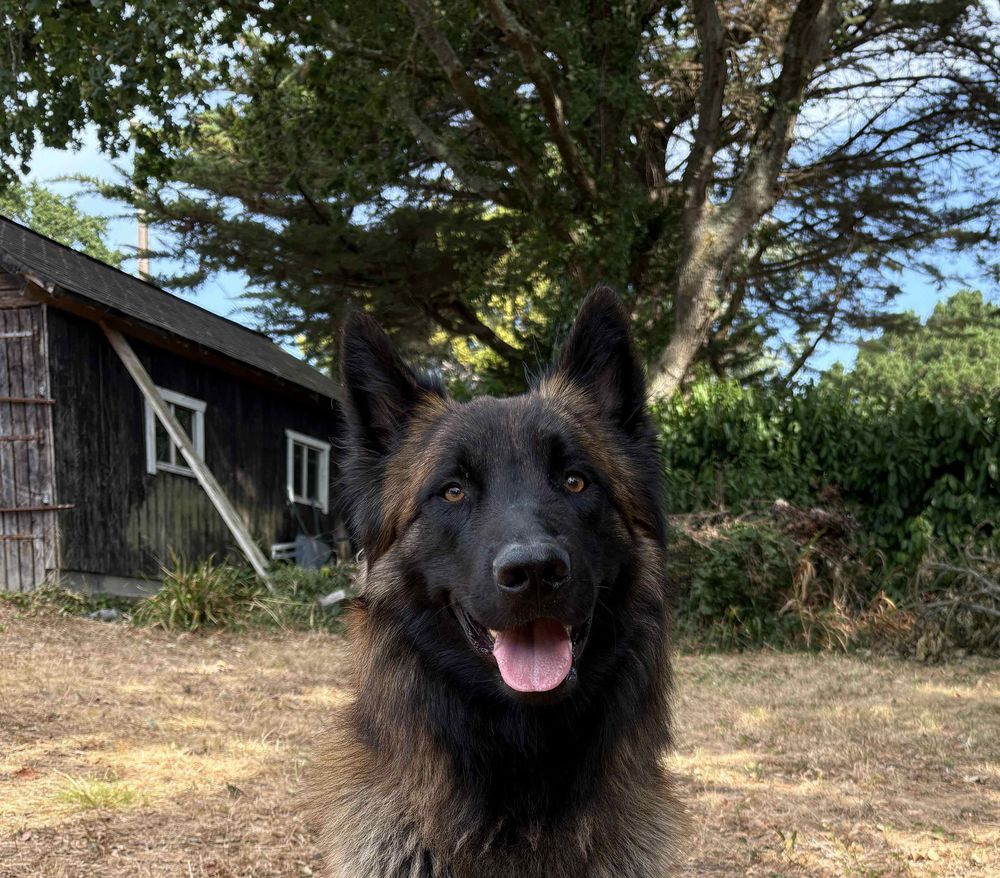   Donne magnifique tervueren mâle de 16 mois 