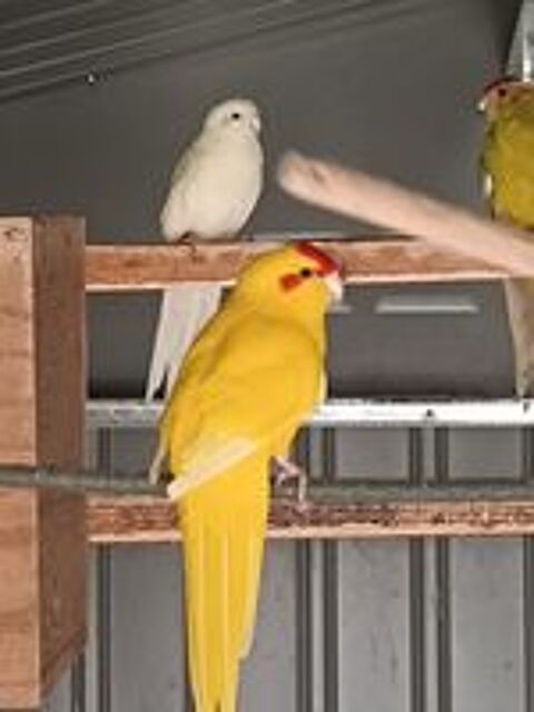  Kakariki  