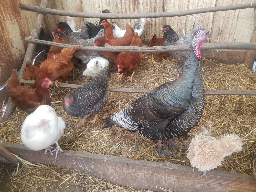   Poules pondeuses rousses a queue noir 