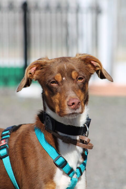 HARVEY 💙Abandonn&eacute; tout jeune mais toujours pr&ecirc;t &agrave; aimer 315 24140 Douville