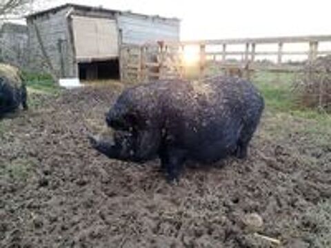   JULIEN, beau cochon vietnamien  adopter via l'association UMA 