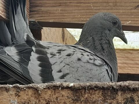  jeune pigeon                      15 44580 Bourgneuf-en-retz