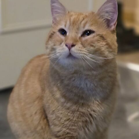 BABOU 180 26100 Romans-sur-is�re