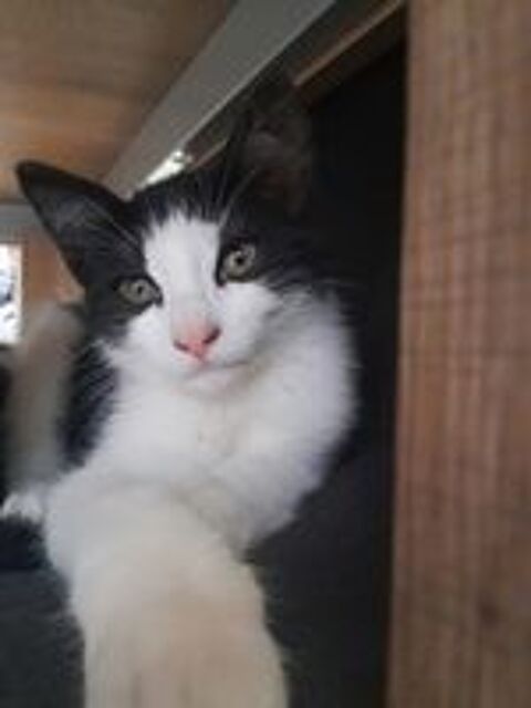   Chat BIBOP à l adoption 