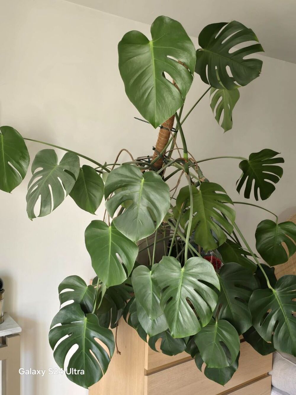 Plante Monstera Deliciosa 13ans d'&acirc;ge Jardin