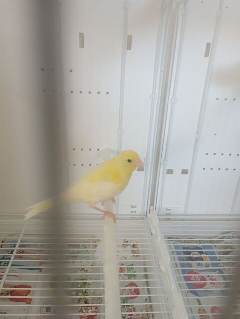 Canaris m&acirc;le 15 31560 Nailloux