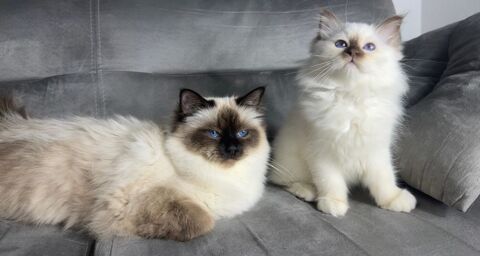 chatons disponible a la reservation 
1350 76530 Grand-couronne