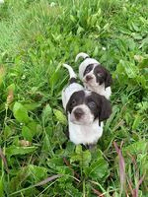   Chiots Epagneul Français. 