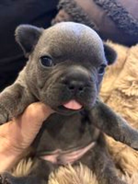   Bouledogue français bleu 