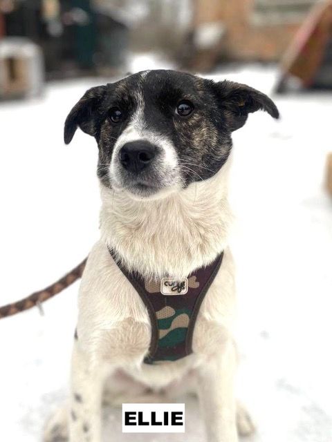 ELLIE SE TROUVE DANS UN REFUGE EN UKRAINE 0 75018 Paris