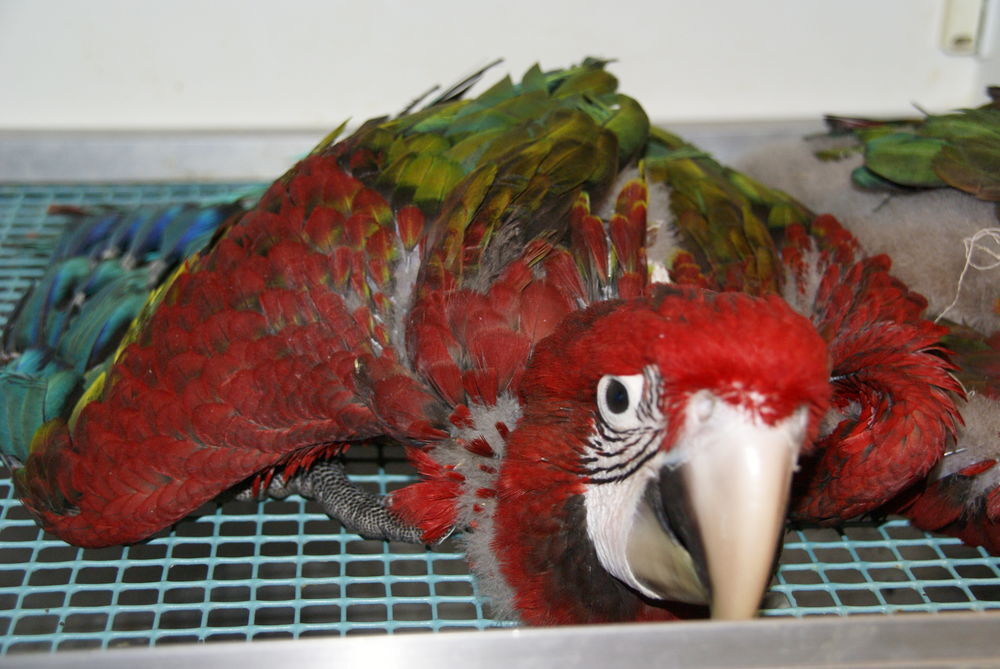   jeune ara chloroptère 
