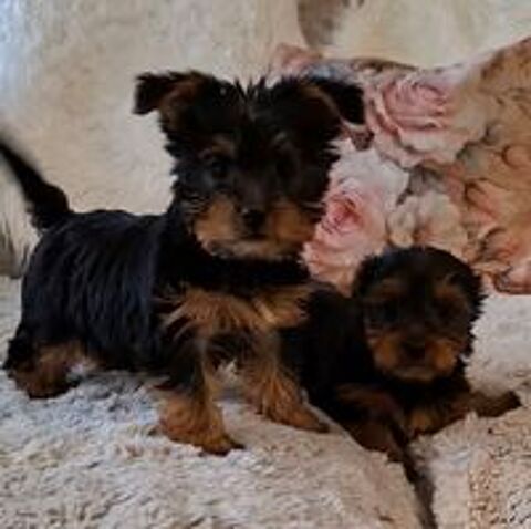    Chiots Yorkshire 