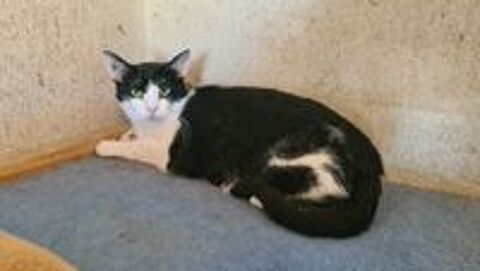   UTOPY femelle noire et blanche 3 ans 