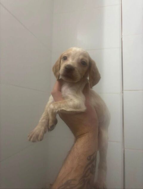 Chiots Male &eacute;pagneul 200 66130 Ille-sur-t�t