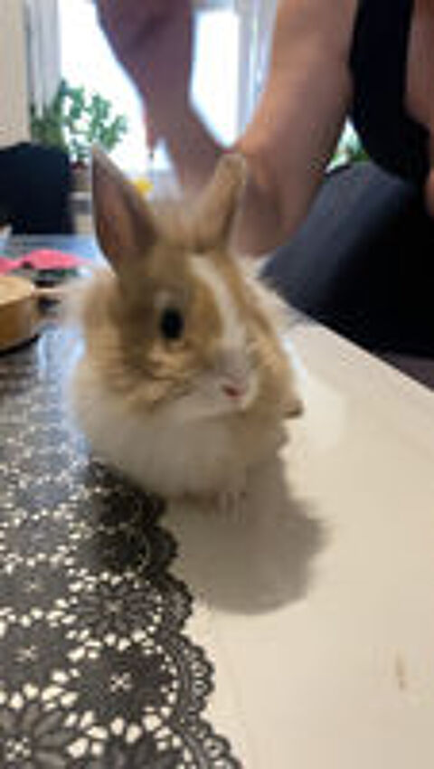   Lapin nain  