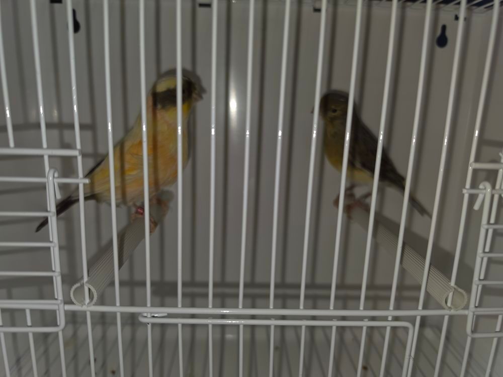   Couple Canaris 