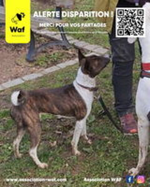   Recherche JACKY - Basenji  