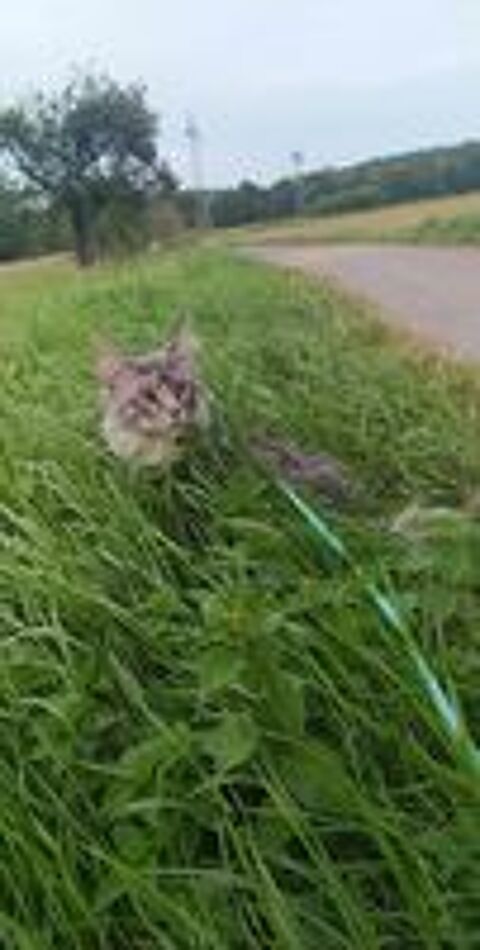   Chat de race ? 750? avec tous ses accessoires 