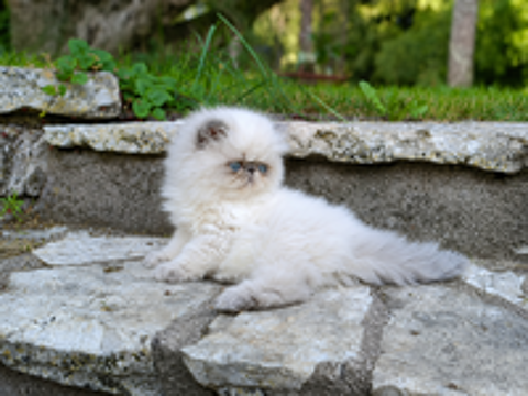   Chatons Persans 
