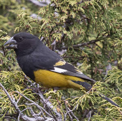 Mycerobas carnipes (Gros-bec &agrave; ailes blanches) 0 41230 Courmemin