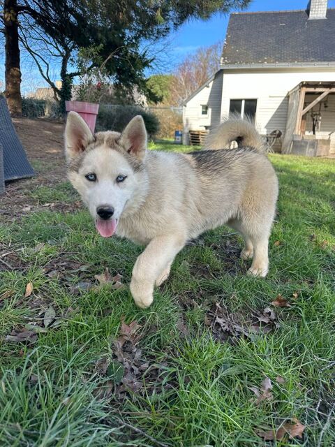 Chiots husky LOF 950 44410 Herbignac