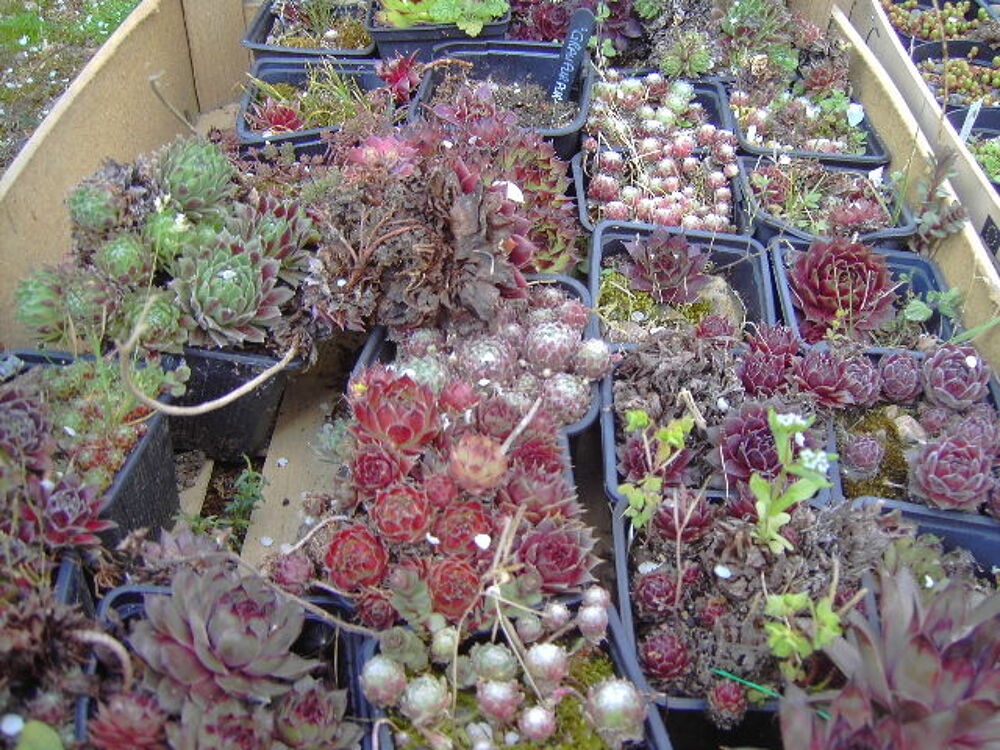 plantes Jardin