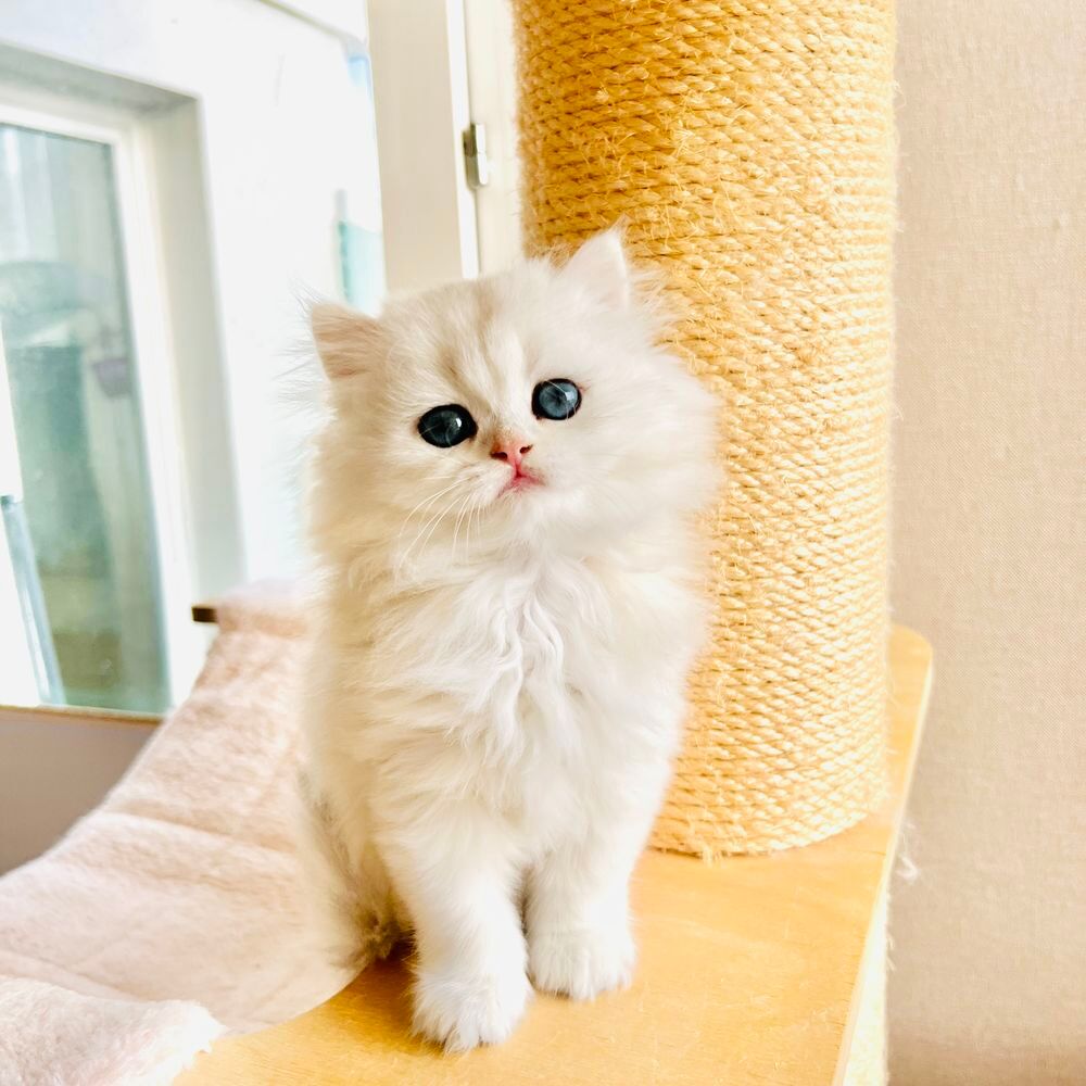   chaton m�le british longhair 