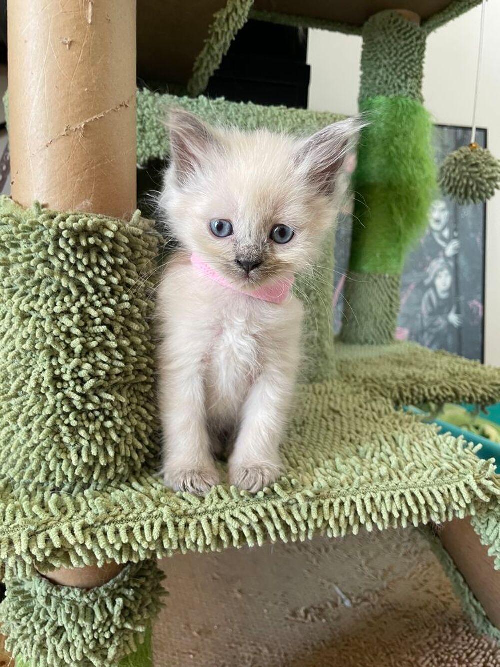   CHATONS SIBERIENS NEVA MASQUERADE LOOF 