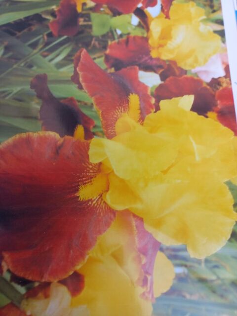 Plants d'iris de jardin de collection jaune cuivre 8 Mertzwiller (67)