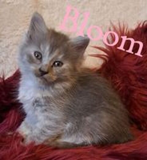   chatons siberien loof 
