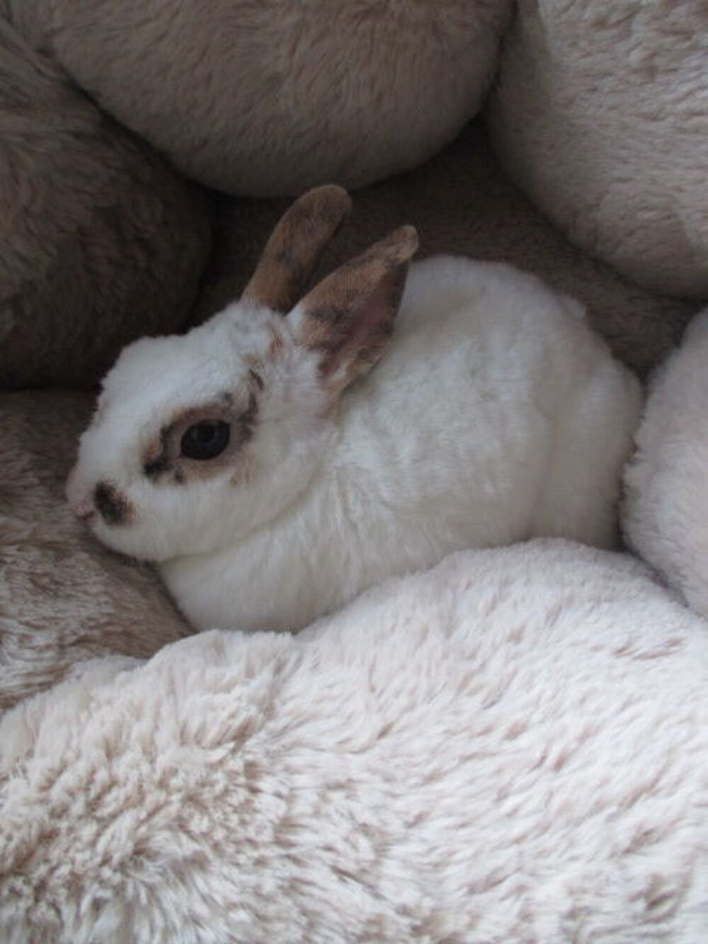   jeune lapine Extra Naine , poils REX, st�rilis�e 