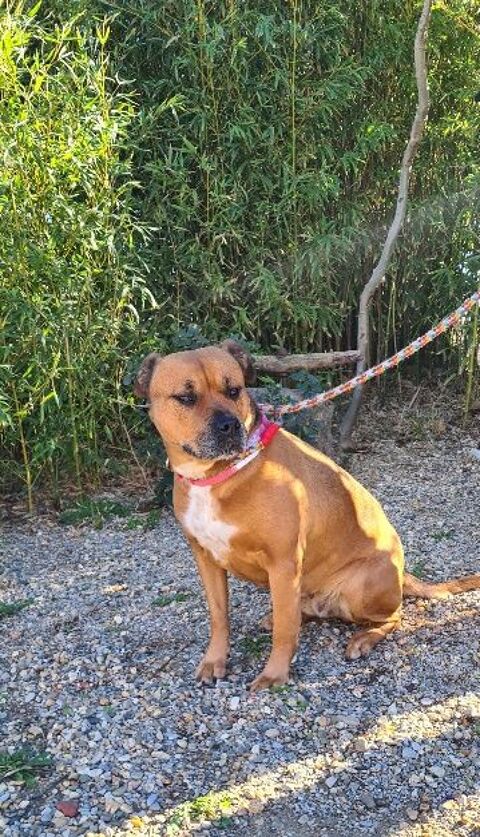 Chien KENYA &agrave; l adoption 210 34450 Vias