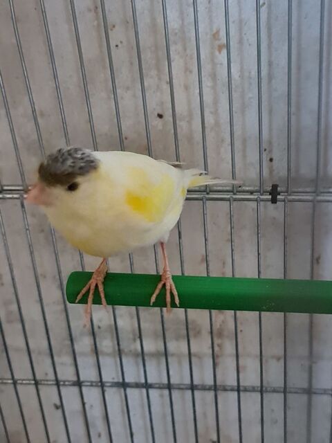 Canari 20 77400 Lagny-sur-marne
