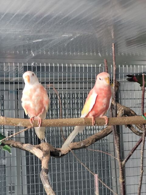 Bourke mutation 65 45000 Orl�ans