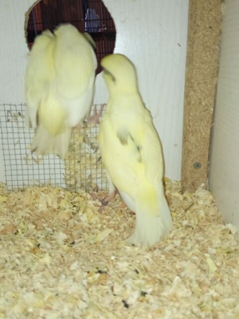 Kakariki 80 15210 Ydes