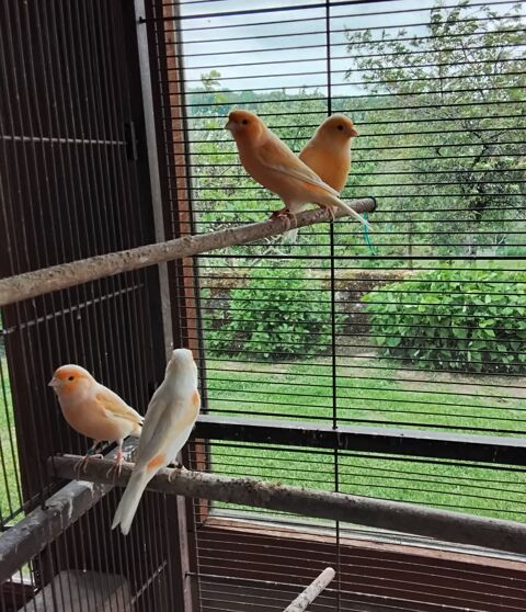 Canaris 20 58370 Villapouron