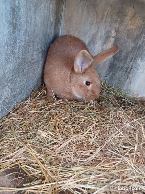 lapin fauve de bourgogne 11 71600 Paray-le-monial