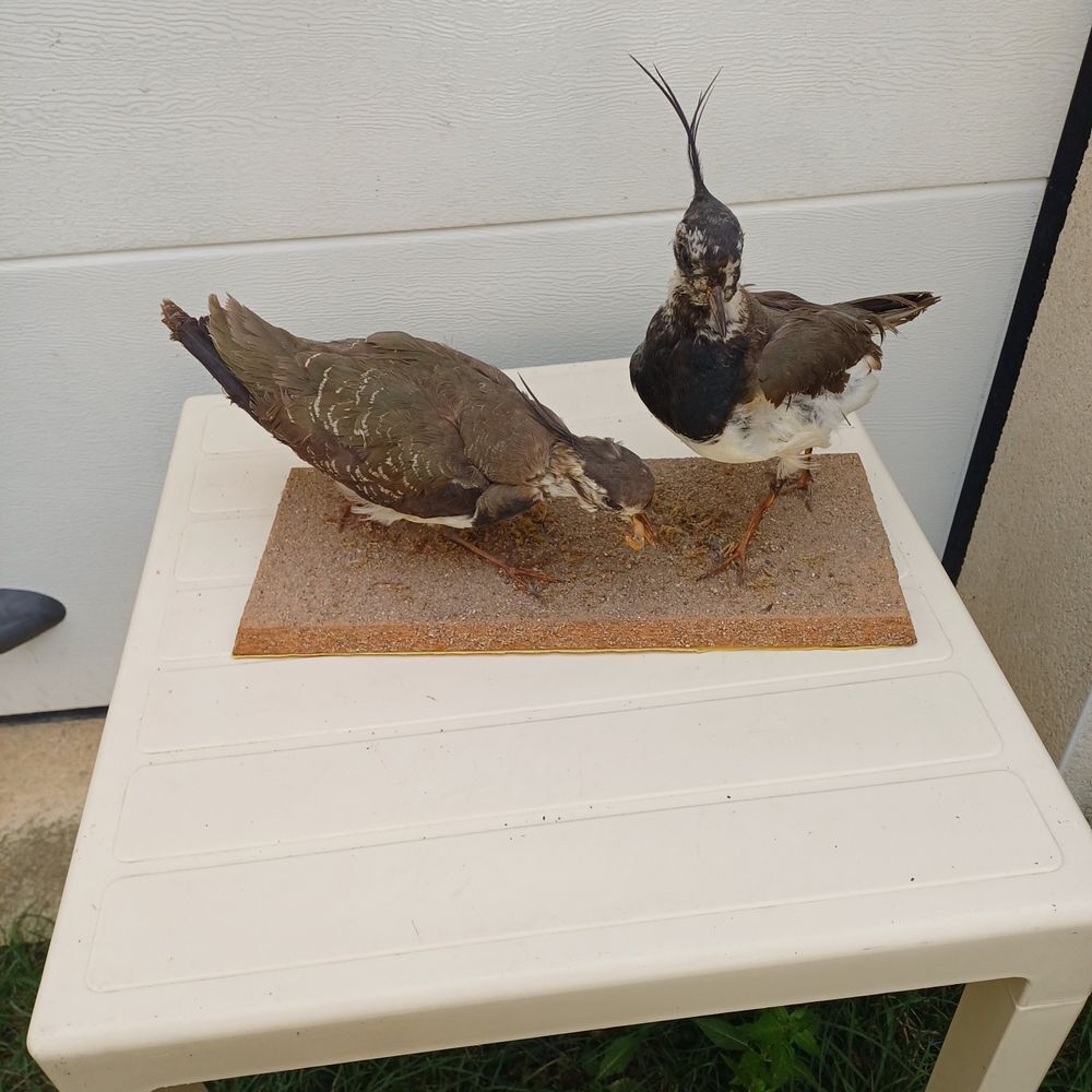 taxidermie empaille vanneau huppe Décoration