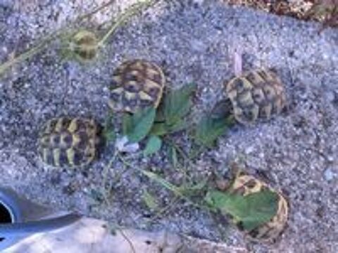  Tortues de terre un an 