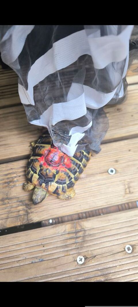 Tortue terre 10 34110 Frontignan