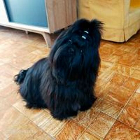   Saillie shih Tzu  