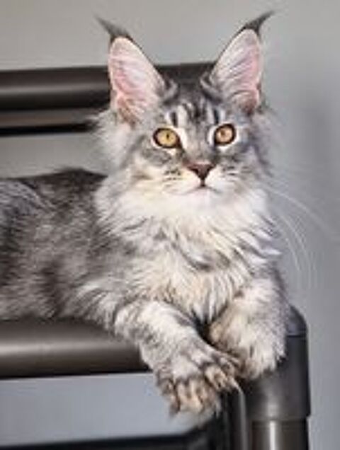   Maine coon gabarit hors normes, papattes xxl , polydactyles 
