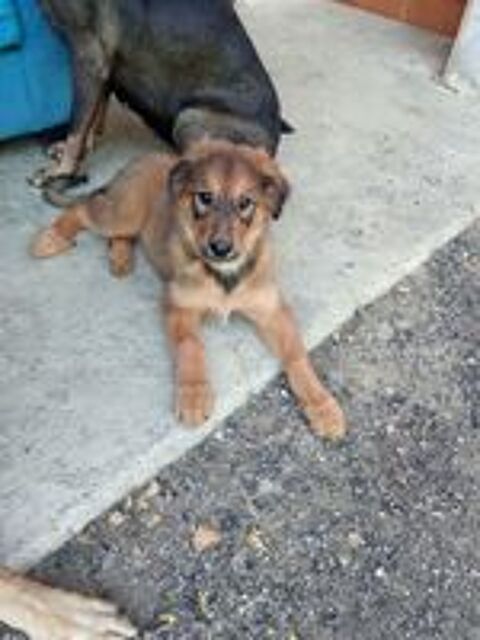   Chiot 3 mois 