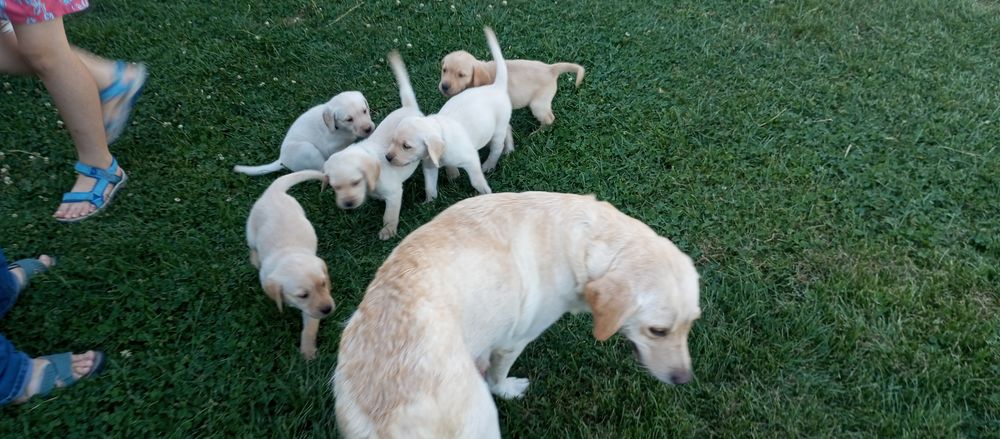  Chiots Labrador à réserver ? nés le 29 juin 2026
