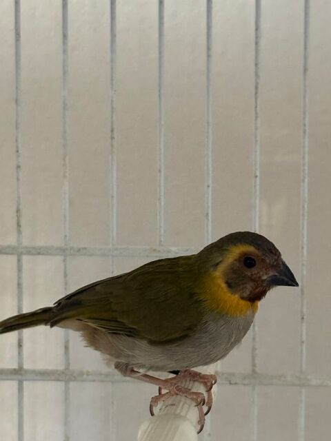 Oiseau chanteur de cuba 60 93330 Neuilly-sur-marne