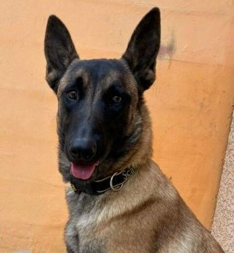 AYLA, malinoise, 1 an 200 34500 B�ziers