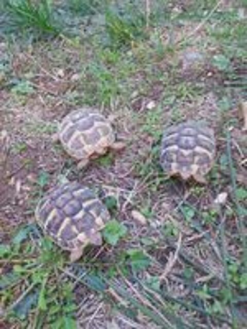   tortue juvénile, 2 ans.
